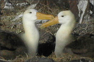 20120520-albatrossGalapagos-Albatros-2 waved.jpg